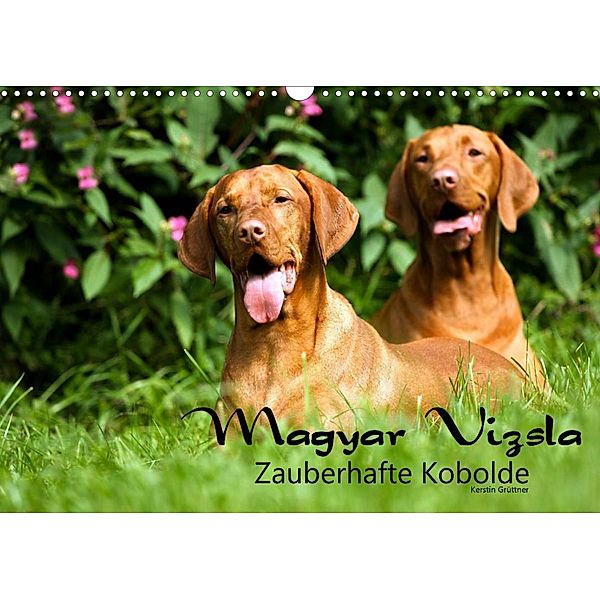 Magyar Vizsla - Zauberhafte Kobolde (Wandkalender 2023 DIN A3 quer), Kerstin Grüttner