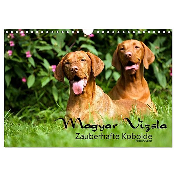 Magyar Vizsla - Zauberhafte Kobolde (Wandkalender 2024 DIN A4 quer), CALVENDO Monatskalender, Kerstin Grüttner