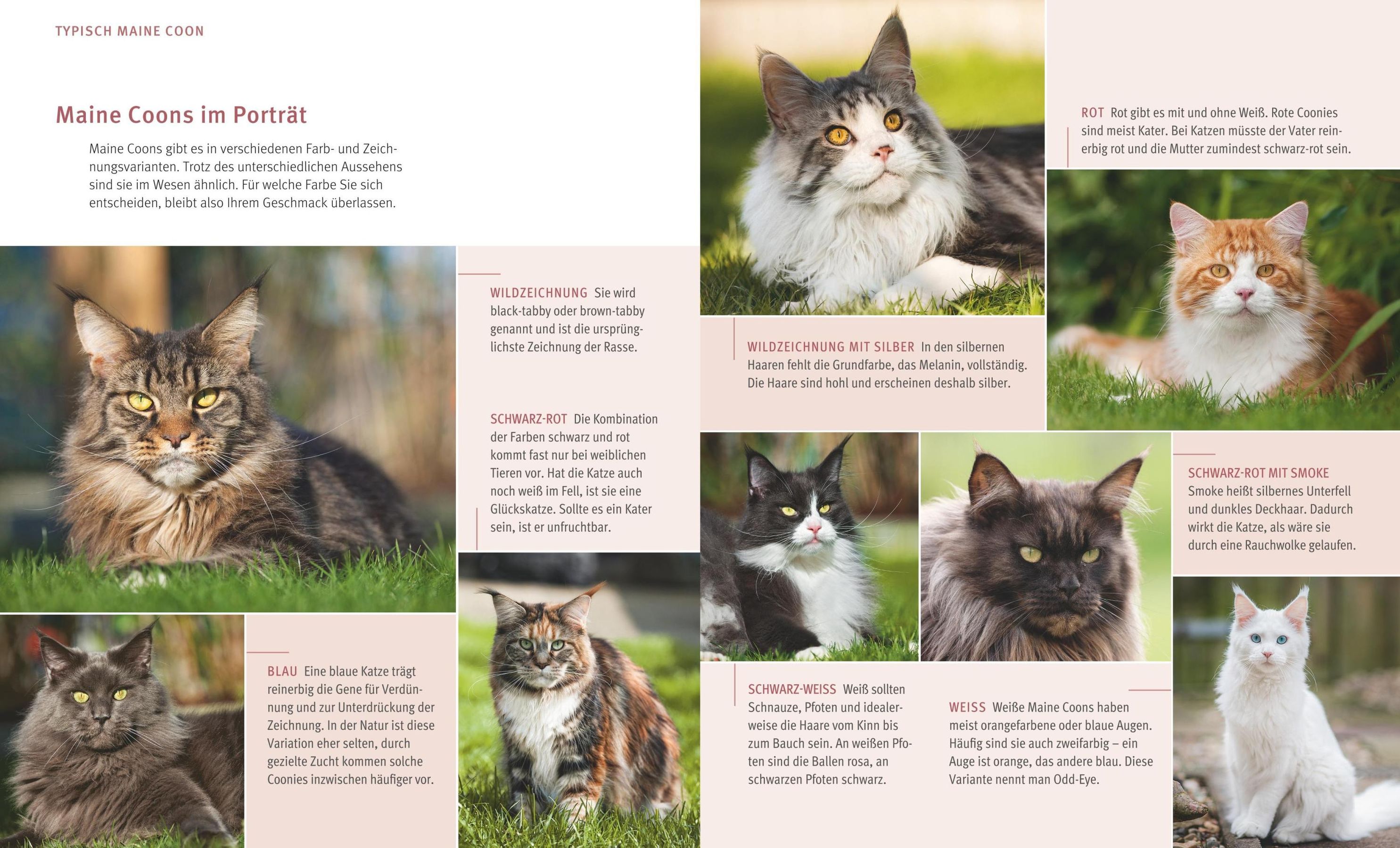 Maine Coon Buch von Birgit Kieffer bei Weltbild.at bestellen