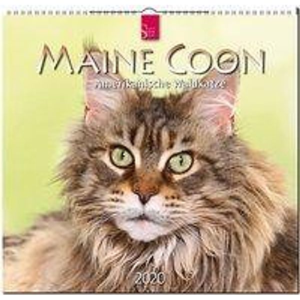 Maine Coon - Amerikanische Waldkatze  2020