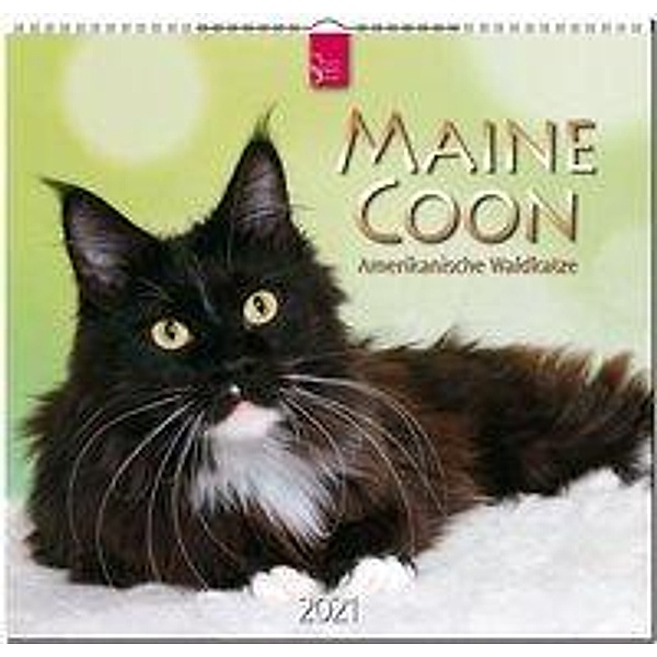Maine Coon - Amerikanische Waldkatze