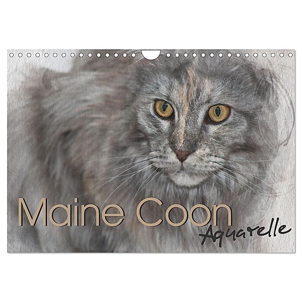 Maine Coon Aquarelle (Wandkalender 2024 DIN A4 quer), CALVENDO Monatskalender, Jasmin Hahn