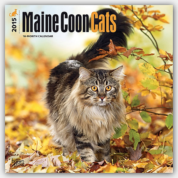 Maine Coon Cats 2015 - Hundekatzen
