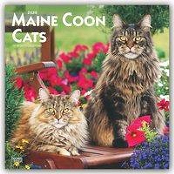 Maine Coon Cats - Maine Coon Katzen 2020, BrownTrout Publisher