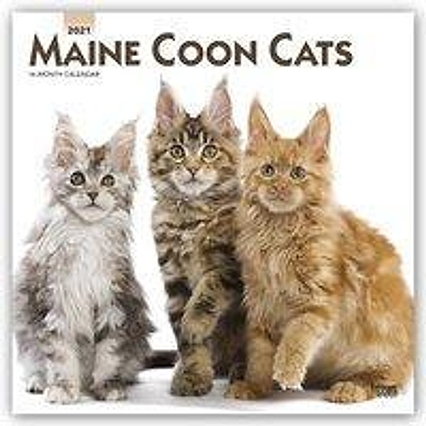 Maine Coon Cats - Maine Coon Katzen 2021 - 16-Monatskalender, BrownTrout Publisher