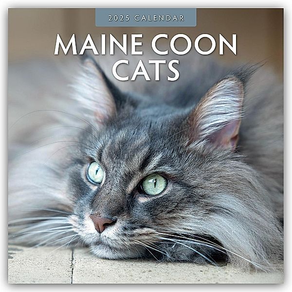 Maine Coon Cats - Maine Coon Katzen 2025 - 16-Monatskalender, Robin Red