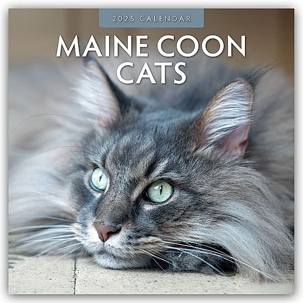 Maine Coon Cats - Maine Coon Katzen 2025 - 16-Monatskalender, Red Robin Publishing Ltd