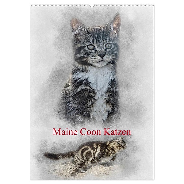 Maine Coon Katzen (Wandkalender 2024 DIN A2 hoch), CALVENDO Monatskalender, Alain Gaymard