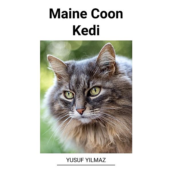 Maine Coon Kedi, Yusuf Yilmaz