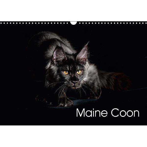 Maine Coon (Wall Calendar 2018 DIN A3 Landscape), Robert Sijka