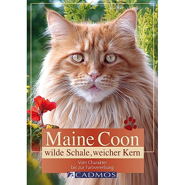 Maine Coon - Wilde Schale weicher Kern / Katzen, Kerstin Malcus
