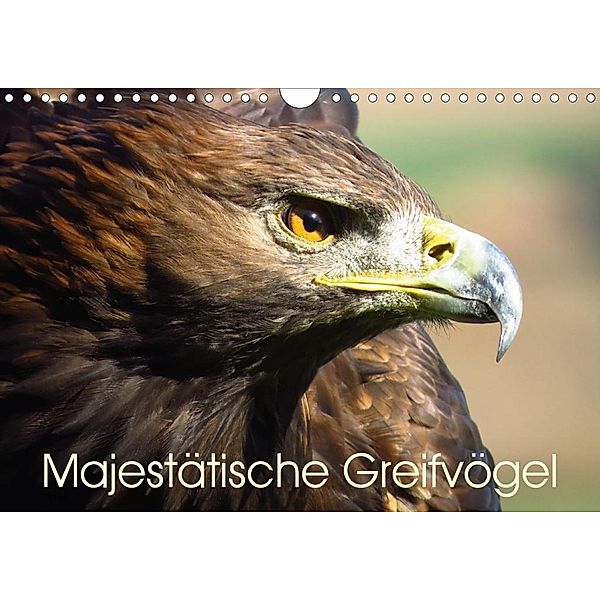 Majestätische Greifvögel (Wandkalender 2020 DIN A4 quer), Brigitte Dürr