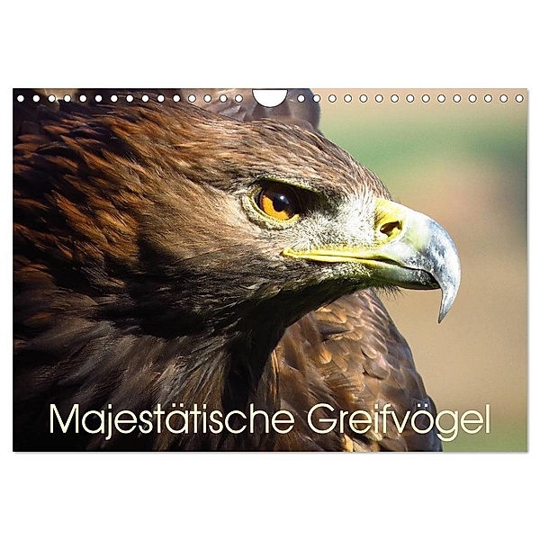 Majestätische Greifvögel (Wandkalender 2024 DIN A4 quer), CALVENDO Monatskalender, Brigitte Dürr