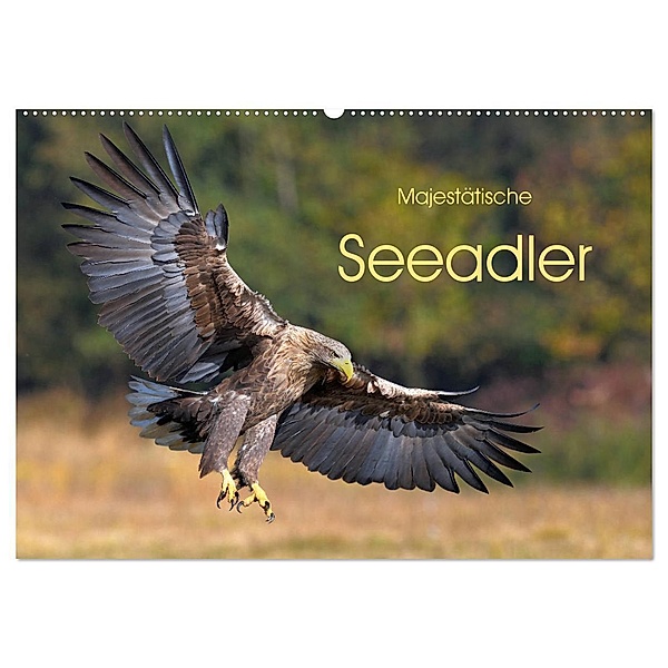 Majestätische Seeadler (Wandkalender 2024 DIN A2 quer), CALVENDO Monatskalender, Elmar Weiß