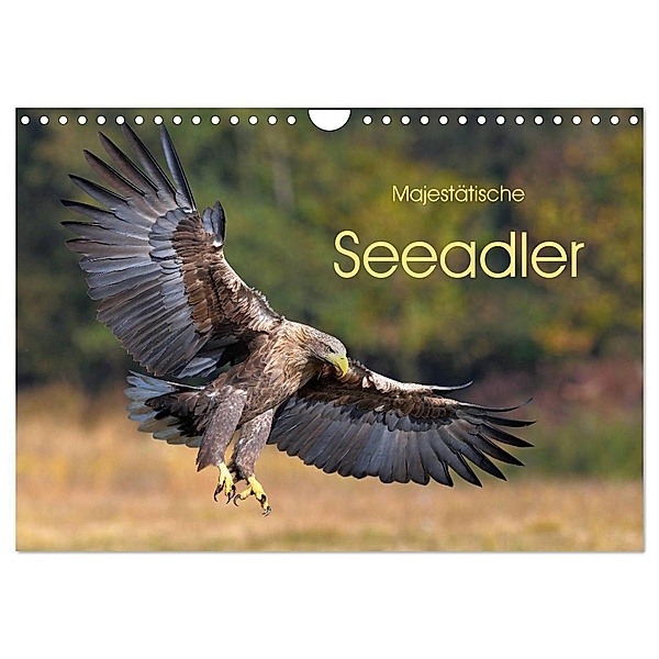 Majestätische Seeadler (Wandkalender 2024 DIN A4 quer), CALVENDO Monatskalender, Elmar Weiß