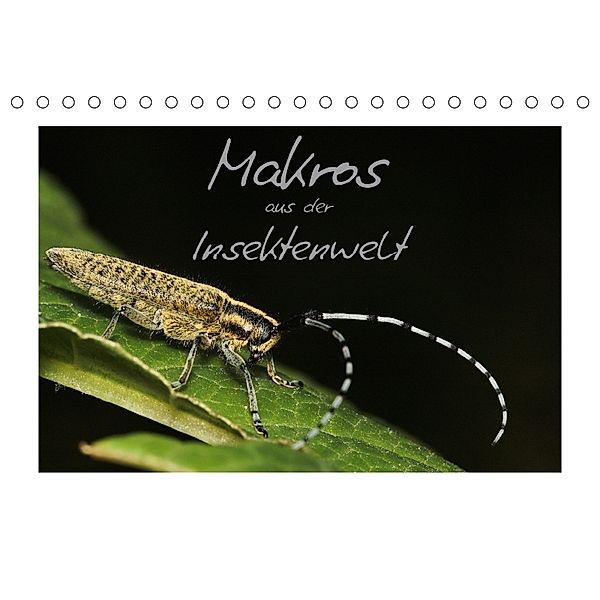 Makros aus der Insektenwelt (Tischkalender 2018 DIN A5 quer), Klaus Gerken