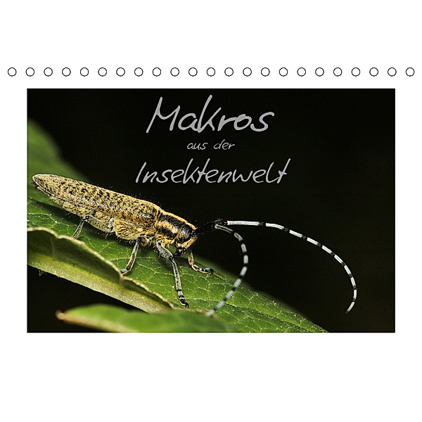 Makros aus der Insektenwelt (Tischkalender 2019 DIN A5 quer), Klaus Gerken