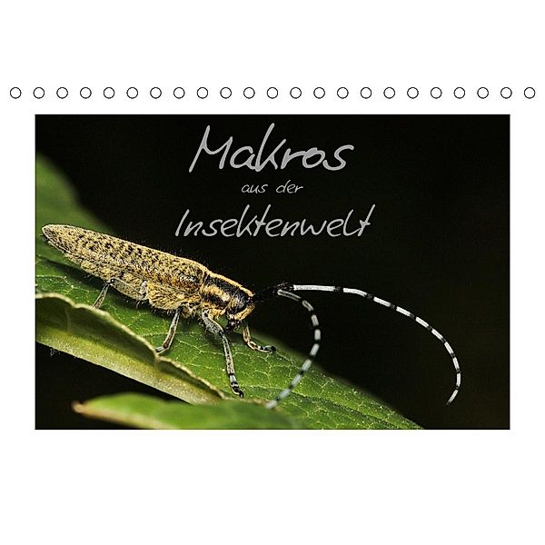 Makros aus der Insektenwelt (Tischkalender 2021 DIN A5 quer), Klaus Gerken