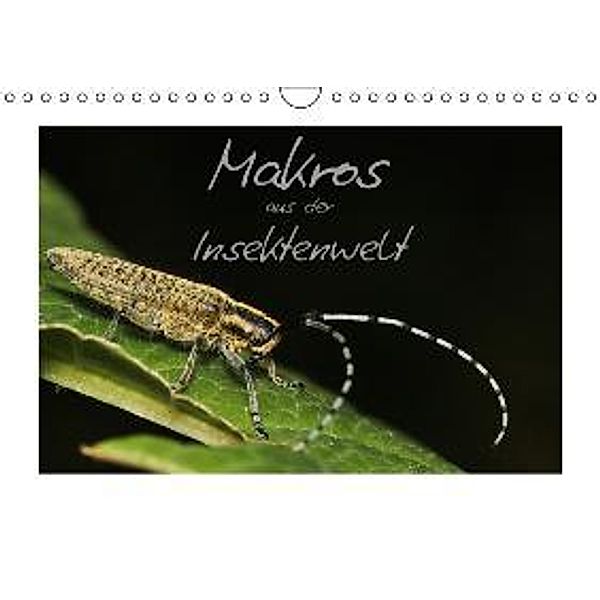 Makros aus der Insektenwelt (Wandkalender 2016 DIN A4 quer), Klaus Gerken