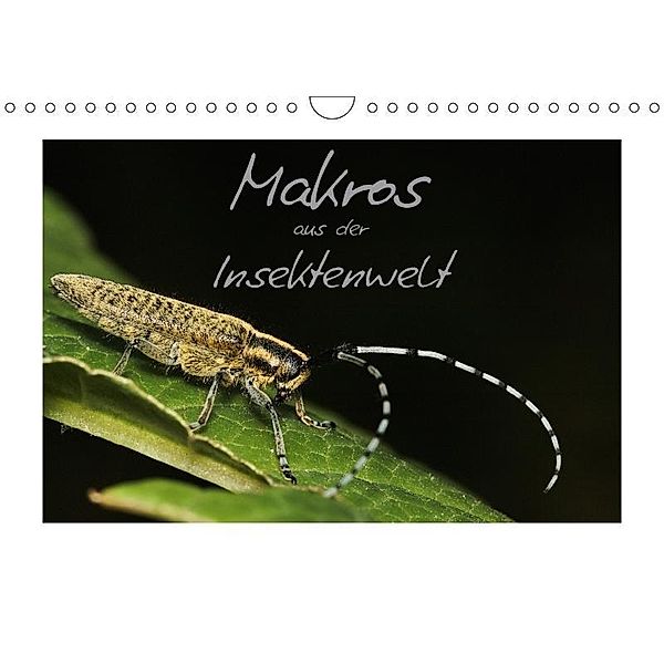 Makros aus der Insektenwelt (Wandkalender 2017 DIN A4 quer), Klaus Gerken