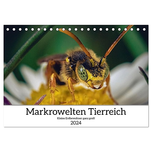 Makrowelten Tierreich (Tischkalender 2024 DIN A5 quer), CALVENDO Monatskalender, Kay Maikowske