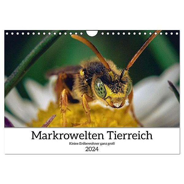 Makrowelten Tierreich (Wandkalender 2024 DIN A4 quer), CALVENDO Monatskalender, Kay Maikowske