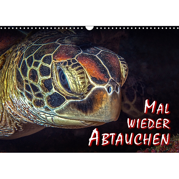 Mal wieder Abtauchen (Wandkalender 2019 DIN A3 quer), Dieter Gödecke