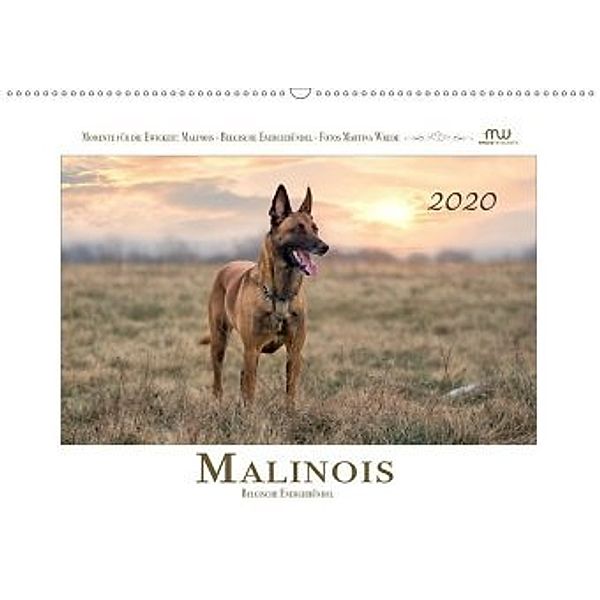 Malinois - Belgische Energiebündel (Wandkalender 2020 DIN A2 quer), Martina Wrede
