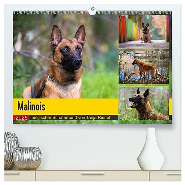 Malinois - belgischer Schäferhund (hochwertiger Premium Wandkalender 2025 DIN A2 quer), Kunstdruck in Hochglanz, Calvendo, Tanja Riedel