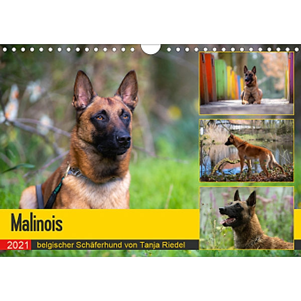 Malinois - belgischer Schäferhund (Wandkalender 2021 DIN A4 quer), Tanja Riedel