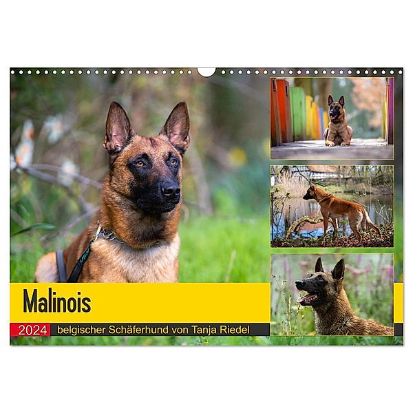 Malinois - belgischer Schäferhund (Wandkalender 2024 DIN A3 quer), CALVENDO Monatskalender, Tanja Riedel