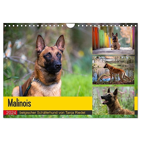 Malinois - belgischer Schäferhund (Wandkalender 2024 DIN A4 quer), CALVENDO Monatskalender, Tanja Riedel