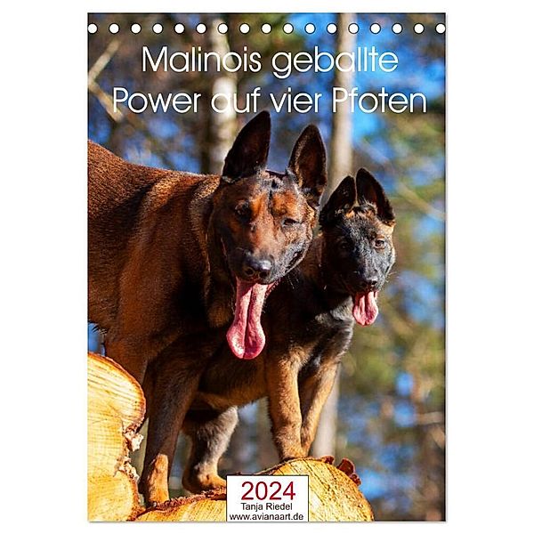 Malinois geballte Power auf vier Pfoten (Tischkalender 2024 DIN A5 hoch), CALVENDO Monatskalender, Tanja Riedel