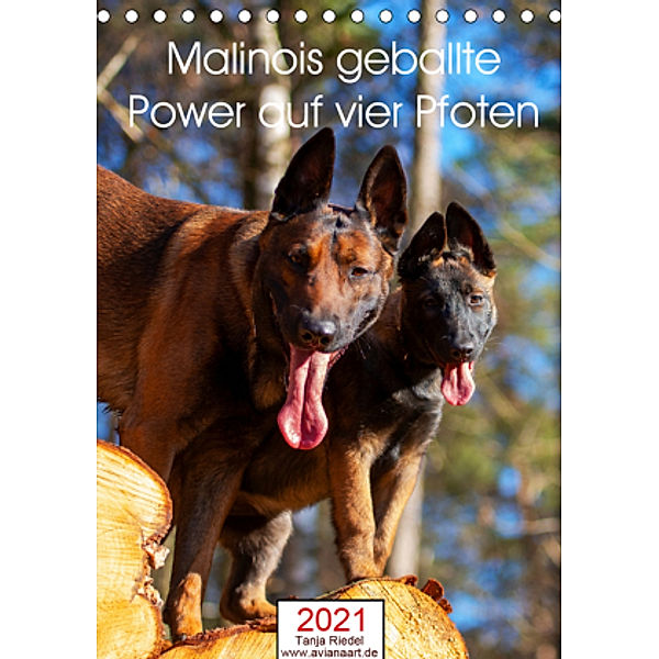 Malinois geballte Power auf vier PfotenAT-Version (Tischkalender 2021 DIN A5 hoch), Tanja Riedel
