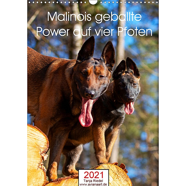 Malinois geballte Power auf vier PfotenAT-Version (Wandkalender 2021 DIN A3 hoch), Tanja Riedel