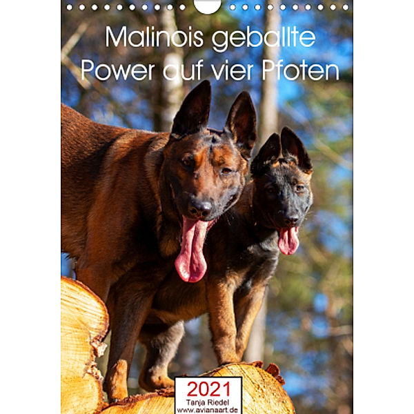 Malinois geballte Power auf vier PfotenAT-Version (Wandkalender 2021 DIN A4 hoch), Tanja Riedel