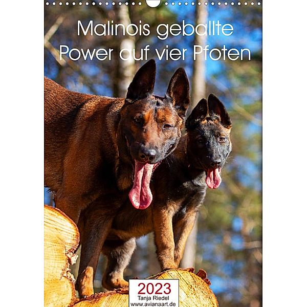 Malinois geballte Power auf vier PfotenAT-Version (Wandkalender 2023 DIN A3 hoch), Tanja Riedel