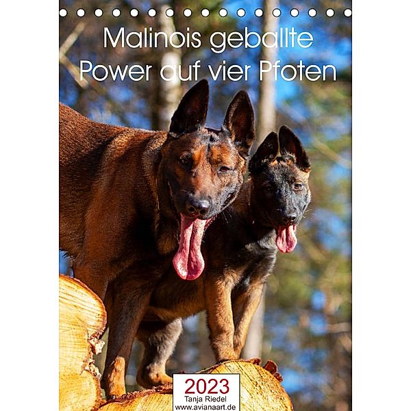 Malinois geballte Power auf vier PfotenAT-Version (Tischkalender 2023 DIN A5 hoch), Tanja Riedel