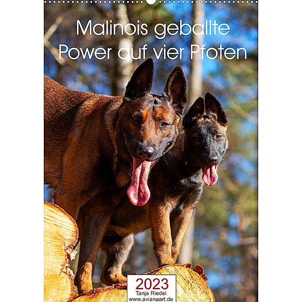 Malinois geballte Power auf vier PfotenAT-Version (Wandkalender 2023 DIN A2 hoch), Tanja Riedel