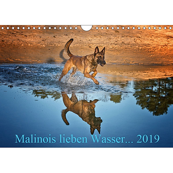 Malinois lieben Wasser (Wandkalender 2019 DIN A4 quer), Susanne Schwarzer