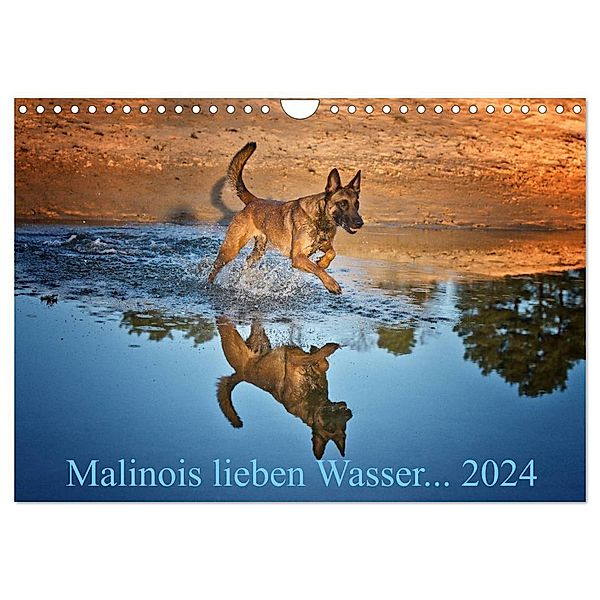 Malinois lieben Wasser (Wandkalender 2024 DIN A4 quer), CALVENDO Monatskalender, Susanne Schwarzer