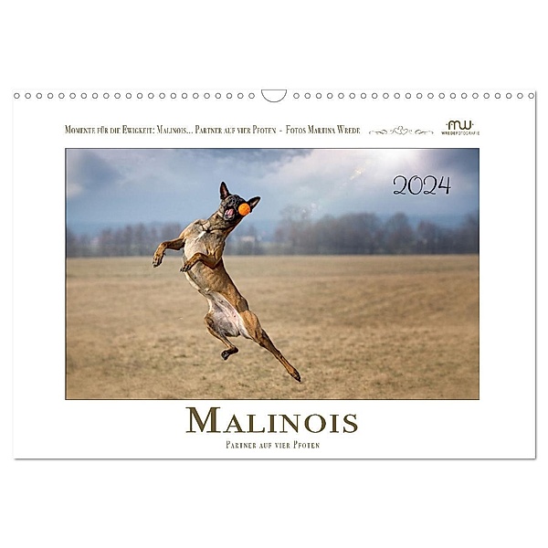 Malinois - Partner auf vier Pfoten (Wandkalender 2024 DIN A3 quer), CALVENDO Monatskalender, Martina Wrede - Wredefotografie