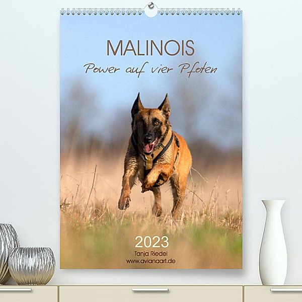 Malinois Power auf vier Pfoten (Premium, hochwertiger DIN A2 Wandkalender 2023, Kunstdruck in Hochglanz), Tanja Riedel
