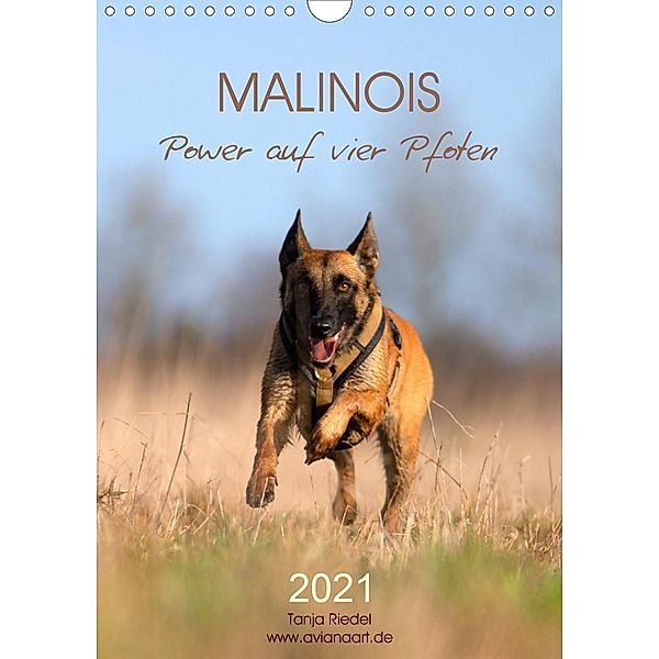 Malinois Power auf vier Pfoten (Wandkalender 2021 DIN A4 hoch), Tanja Riedel