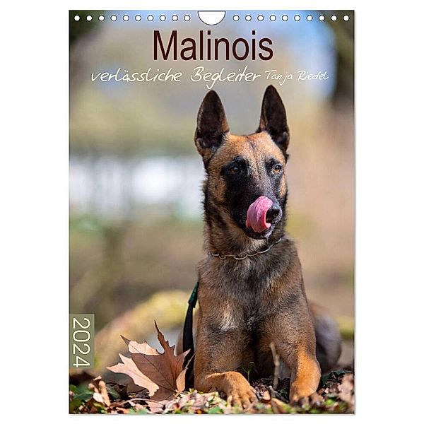 Malinois verlässliche Begleiter (Wandkalender 2024 DIN A4 hoch), CALVENDO Monatskalender, Tanja Riedel