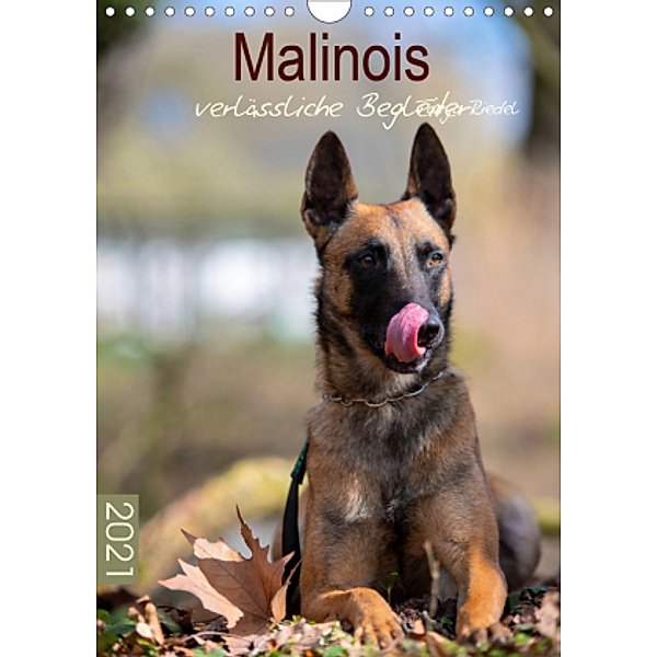 Malinois verlässliche BegleiterCH-Version (Wandkalender 2021 DIN A4 hoch), Tanja Riedel