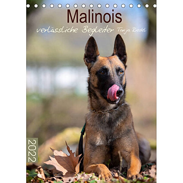 Malinois verlässliche BegleiterCH-Version  (Tischkalender 2022 DIN A5 hoch), Tanja Riedel
