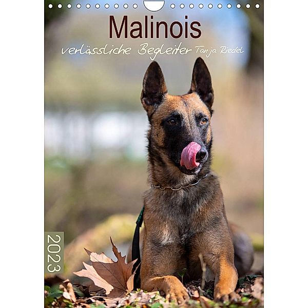 Malinois verlässliche BegleiterCH-Version  (Wandkalender 2023 DIN A4 hoch), Tanja Riedel