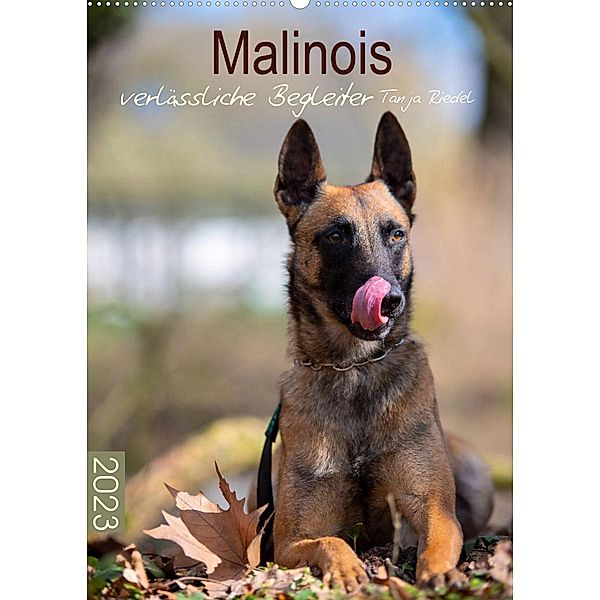 Malinois verlässliche BegleiterCH-Version  (Wandkalender 2023 DIN A2 hoch), Tanja Riedel
