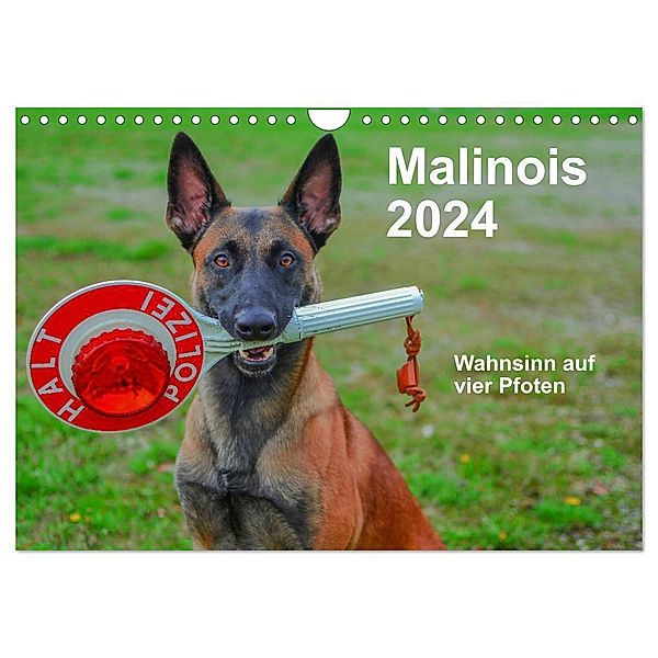 Malinois - Wahnsinn auf vier Pfoten (Wandkalender 2024 DIN A4 quer), CALVENDO Monatskalender, Alexander Trocha